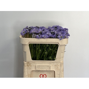 Scabiosa Clive Greaves IJ Niet
