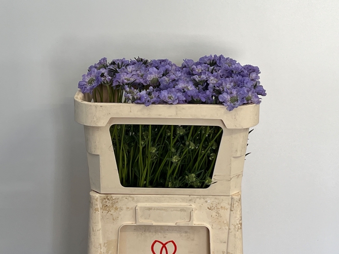 <h4>Scabiosa Clive Greaves IJ Niet</h4>