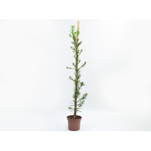 PODOCARPUS P20