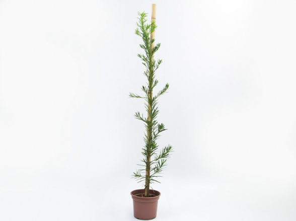 <h4>PODOCARPUS P20</h4>