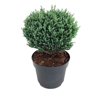 Chamaecyparis p. 'Blue Moon' PBR