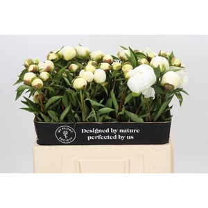 PAEONIA LACT. 'DUCHESSE DE NEMOUR'