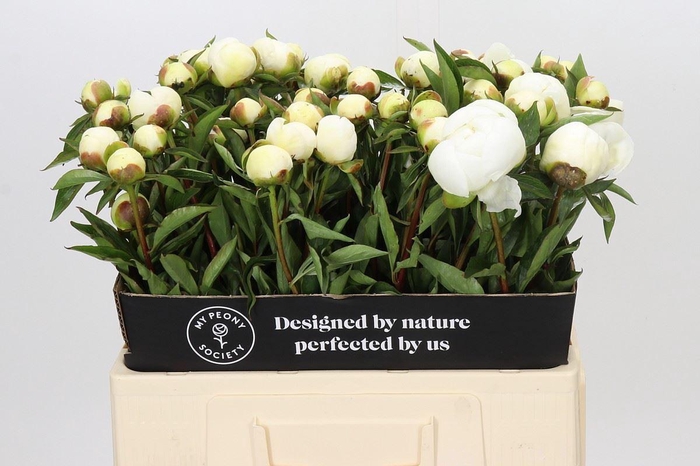 <h4>PAEONIA LACT. 'DUCHESSE DE NEMOUR'</h4>