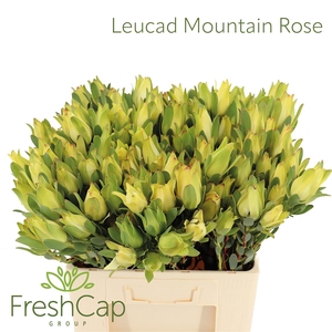 Leucad Mountain Rose