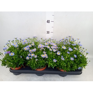 Felicia amell. 'Felicitara Blue'