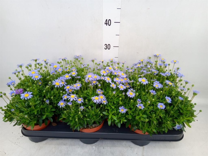 <h4>Felicia amell. 'Felicitara Blue'</h4>