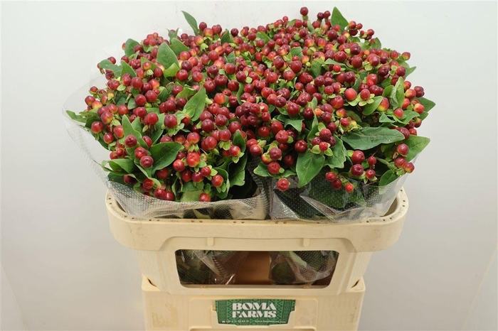 <h4>HYP MAG CHERRY</h4>