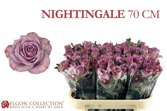 <h4>R GR NIGHTINGALE!</h4>