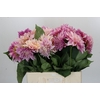 Dahlia Cafe Au Lait