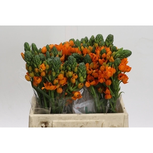 Ornithogalum dubium 'Sunray'