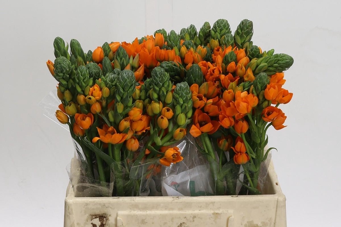 <h4>Ornithogalum Dubium Sunray</h4>