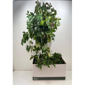 CISSUS RH ELLEN DAN