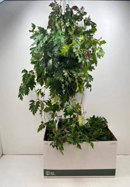 <h4>CISSUS RH ELLEN DAN</h4>