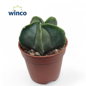 Astrophytum Nudim