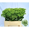 Sedum Spectabile