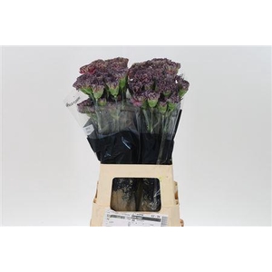 Di St Copper Extasis