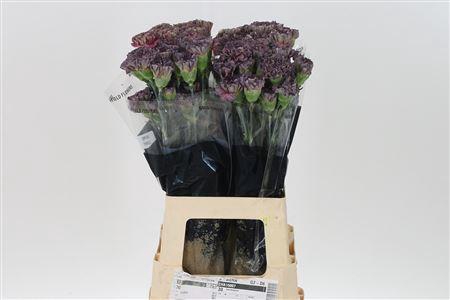 <h4>Di St Copper Extasis</h4>