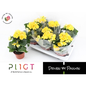 Begonia Nadine P14 GROW