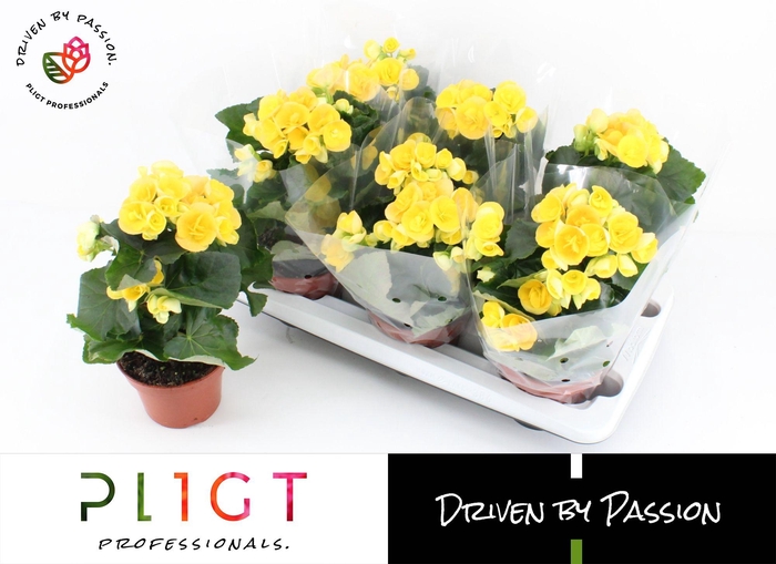 <h4>Begonia Nadine P14 GROW</h4>