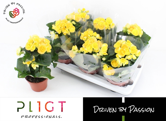 <h4>Begonia Nadine P14 GROW</h4>