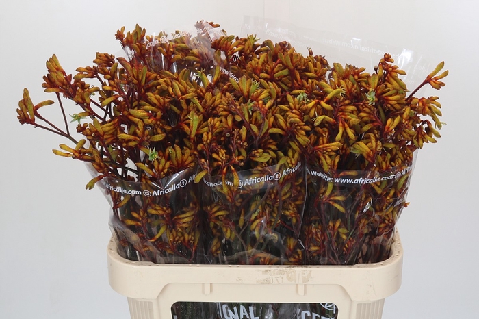 <h4>Anigozanthos Gold Fever</h4>