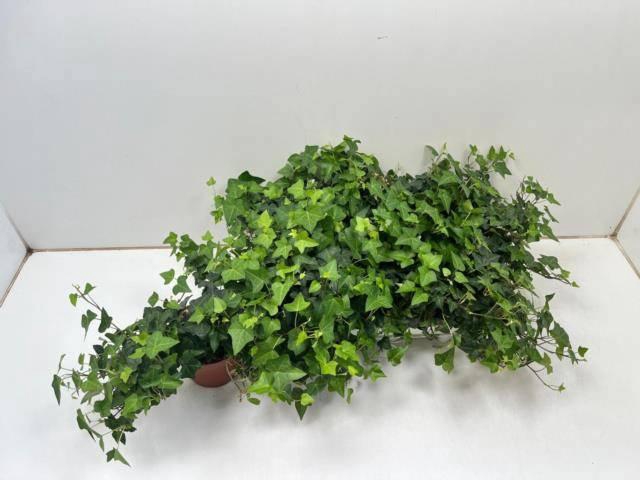 <h4>HED HE ANNA</h4>