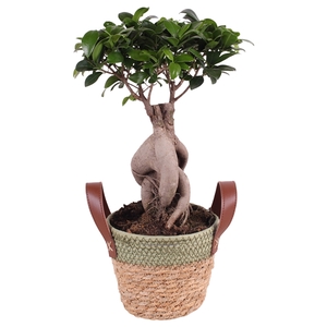 Ficus m. Ginseng ø18cm in ø19cm Exotic Vibes Nº365