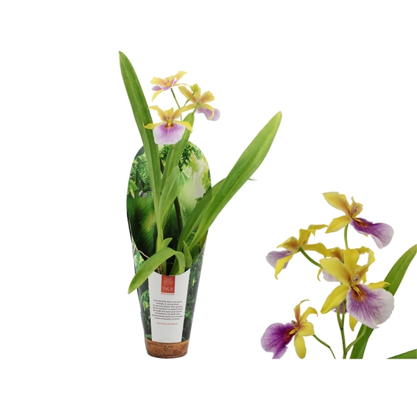 <h4>Inca Miltonia Sunset 1 spike 9cm in luxury jungle cover</h4>