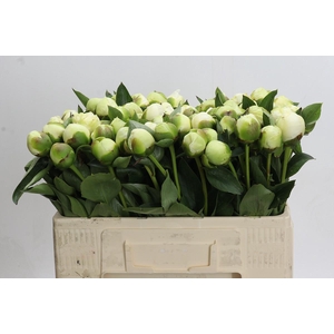 Paeonia Bridal Shower