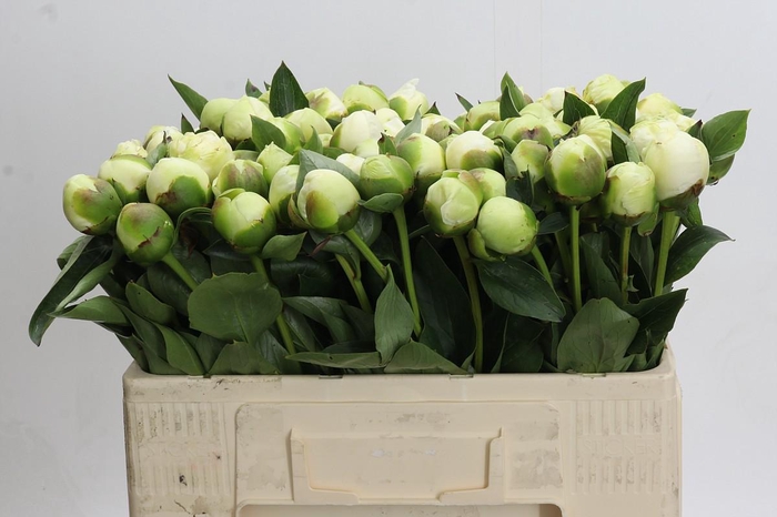 <h4>Paeonia Bridal Shower</h4>