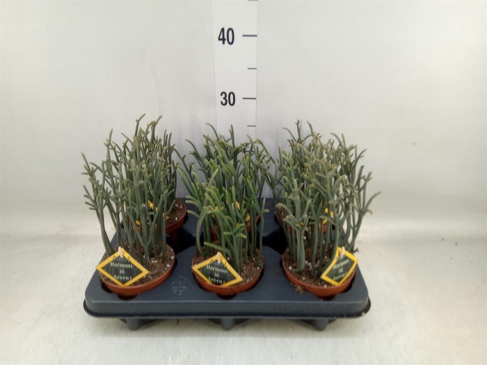 <h4>Crassula   ...</h4>