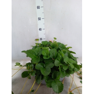 Fragaria   ...