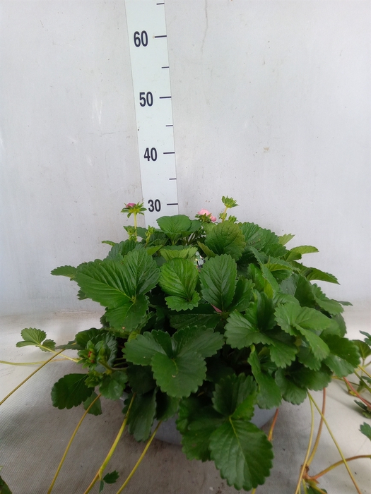<h4>Fragaria   ...</h4>