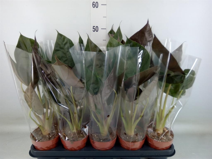 <h4>Alocasia wentii</h4>