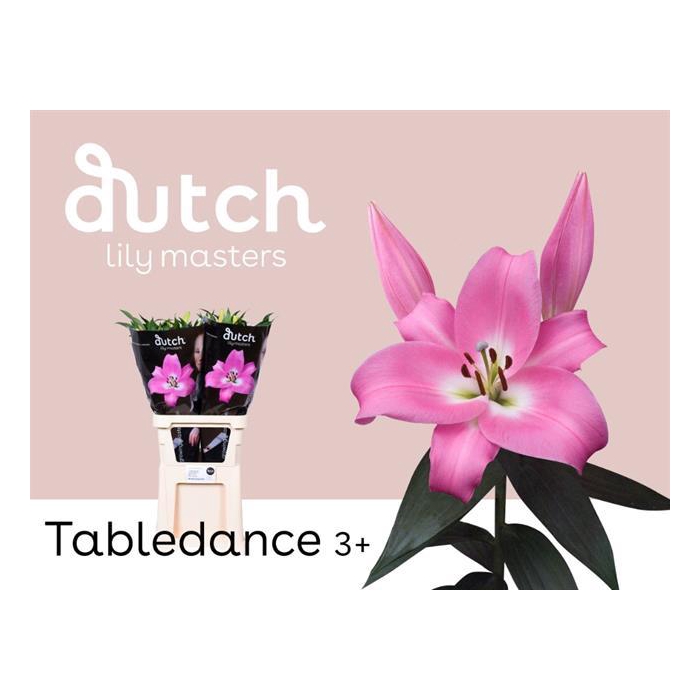 <h4>Li Ot Tabledance</h4>