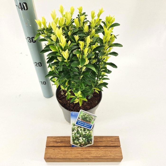 <h4>Euonymus Paloma Blanca</h4>