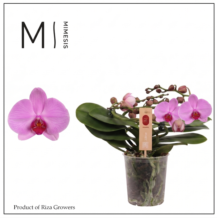 <h4>Phalaenopsis Muse Pink 25+ - 12cm | Mimesis</h4>