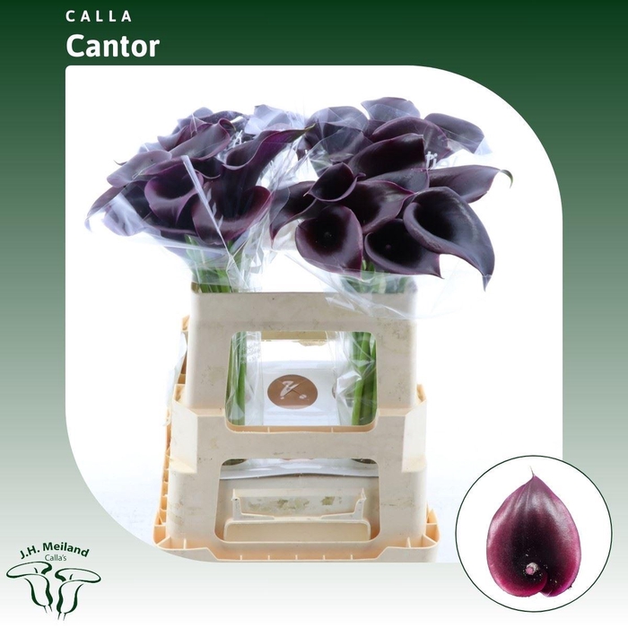 <h4>Calla Cantor</h4>