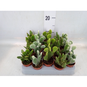 Opuntia