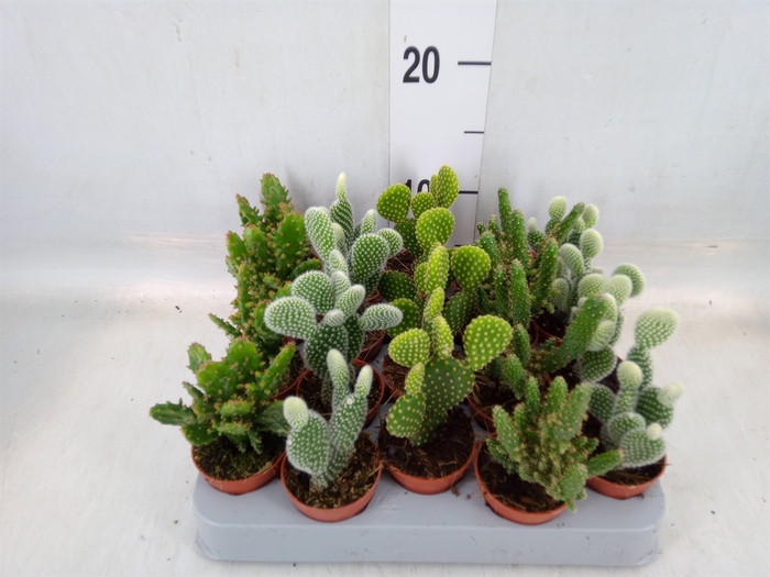 <h4>Opuntia</h4>
