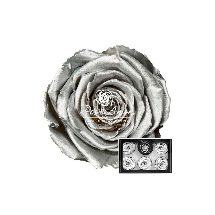 <h4>Xl Metallic Silver</h4>