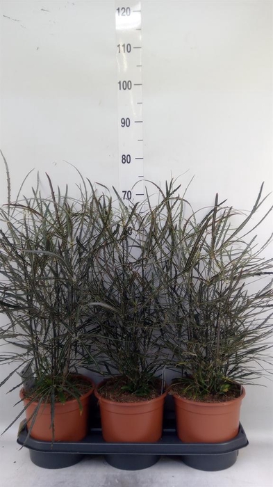 <h4>Dizygotheca eleg.</h4>