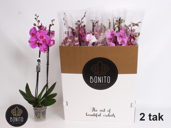 <h4>PHAL GEM 10 KL</h4>