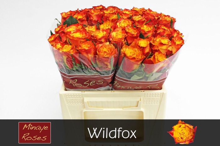 <h4>R GR WILDFOX</h4>