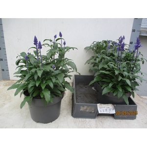 SALVIA FARINACEA