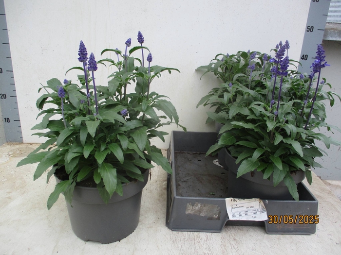 <h4>SALVIA FARINACEA</h4>