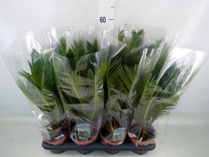 <h4>Cycas revoluta</h4>