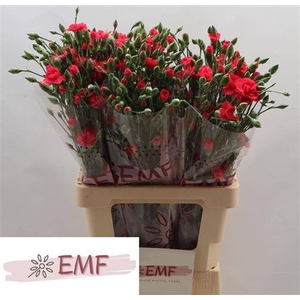 Di Tr Cerise Amelie
