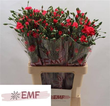 <h4>Di Tr Cerise Amelie</h4>