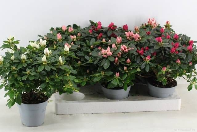 <h4>RHODO SI GEM</h4>